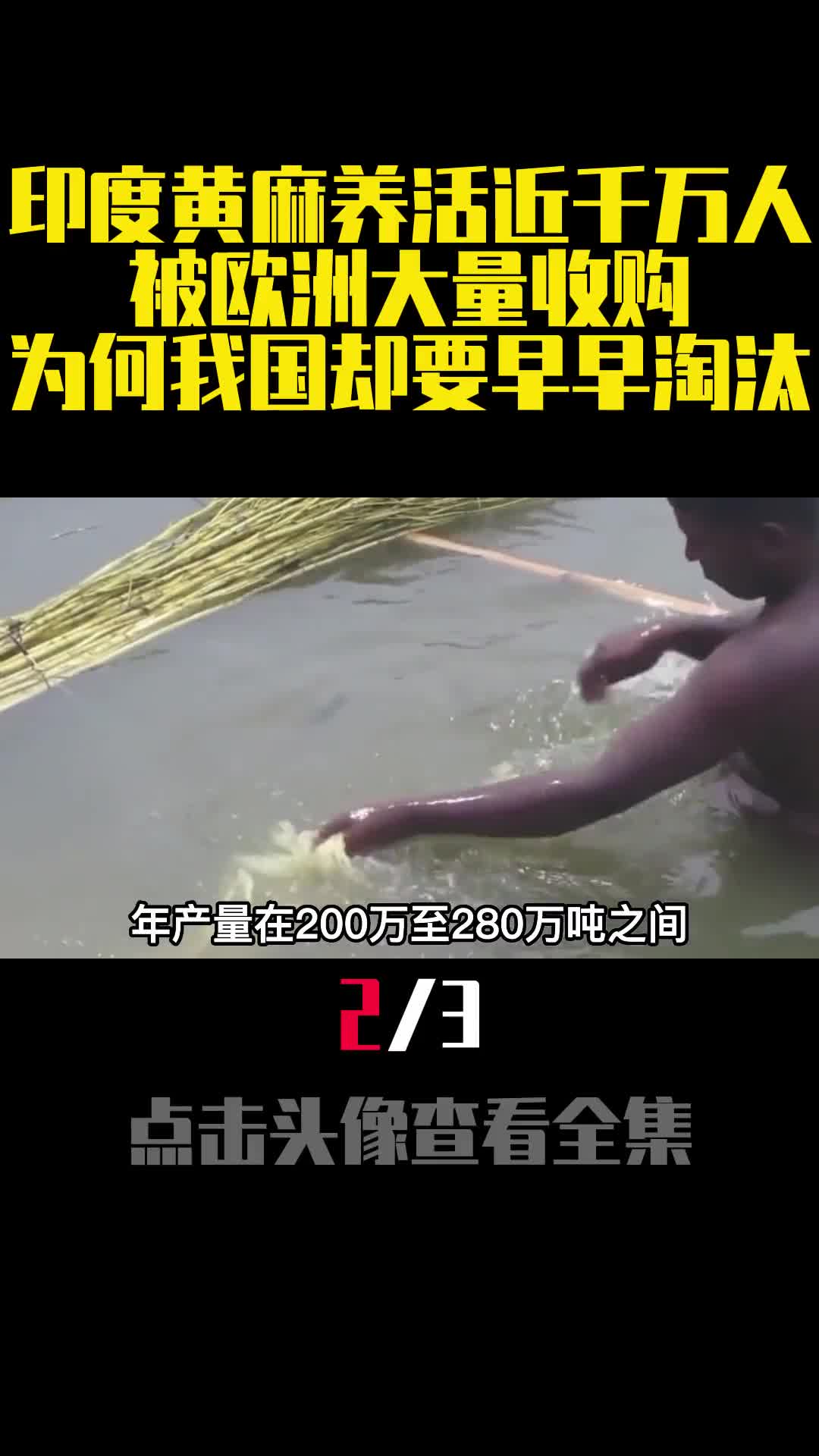 印度黄麻养活近千万人被欧洲大量收购为何我国却要早早淘汰2