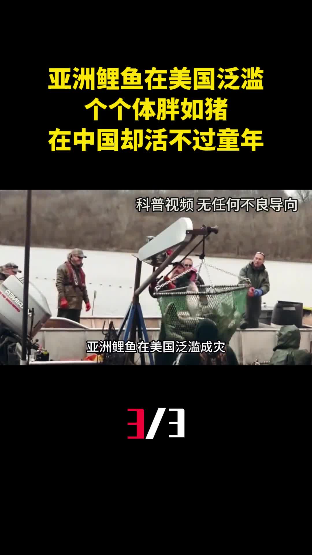 亚洲鲤鱼在美国泛滥个个体胖如猪在中国却活不过童年3