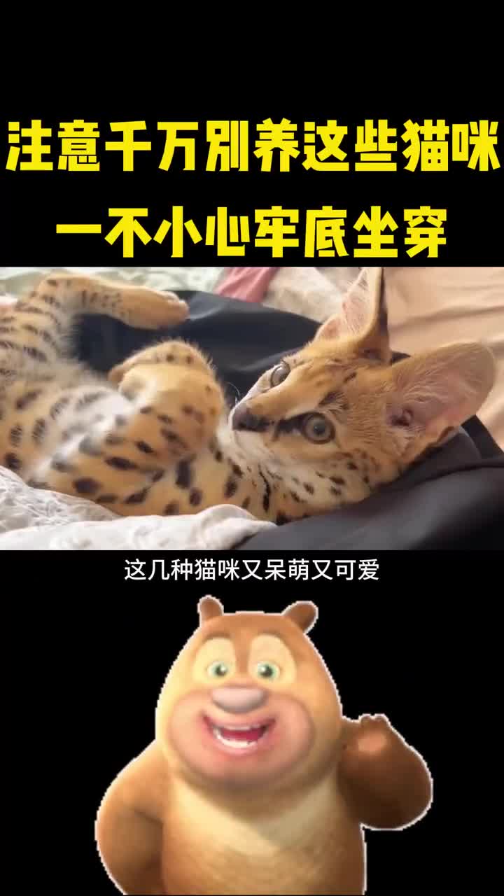 注意千万别养这些猫咪一不小心牢底坐穿