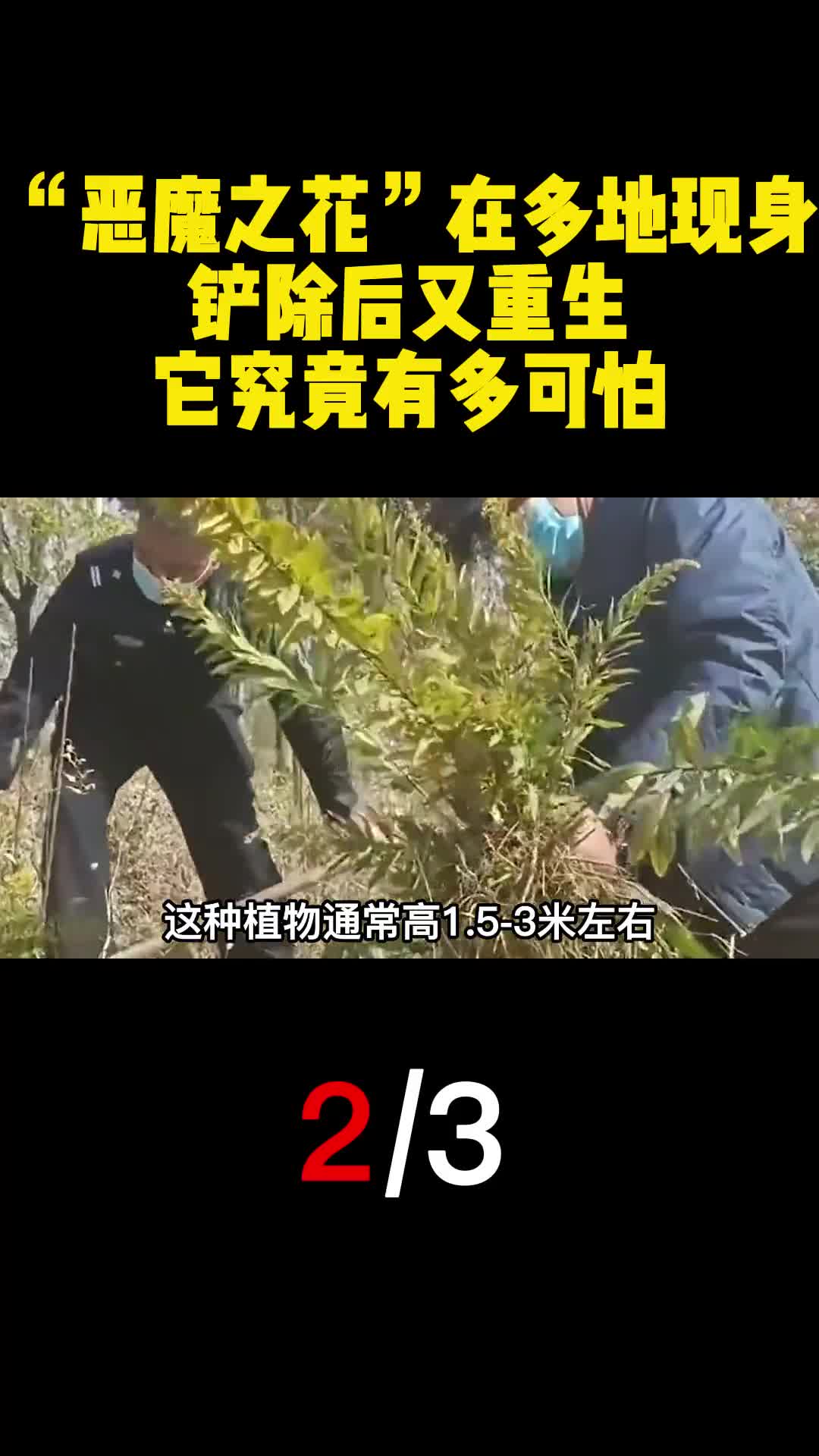 恶魔之花在多地现身铲除后又重生它究竟有多可怕2