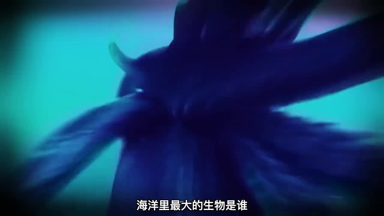 海里最大的十种巨型生物三