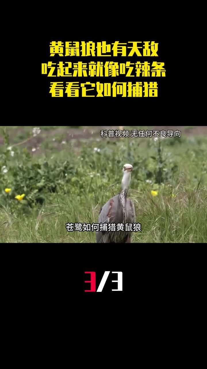 黄鼠狼也有天敌吃起黄鼠狼来就像吃辣条看看它如何捕猎3