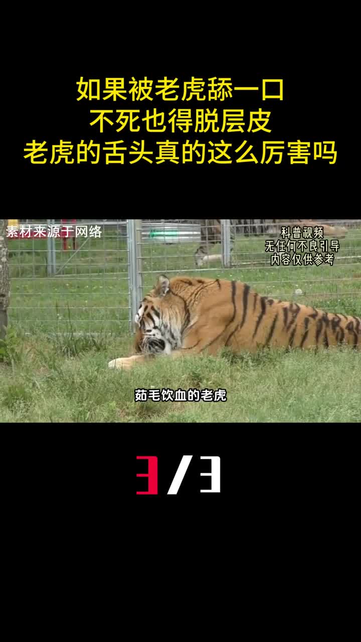 如果被老虎舔一口不死也得脱成皮老虎的舌头真的这么厉害吗3