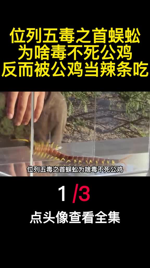 位列五毒之首蜈蚣为啥毒不死公鸡反而被公鸡当辣条吃1