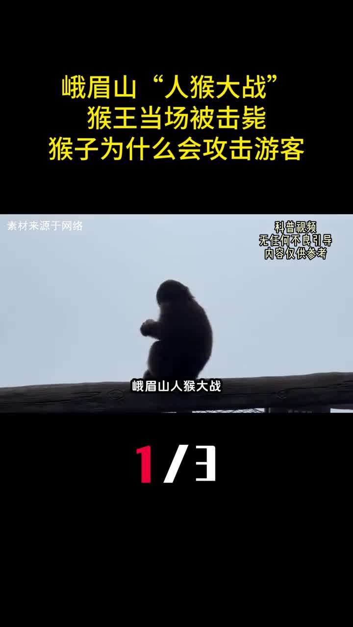 峨眉山人猴大战猴王当场被击毙猴子为什么会攻击游客1