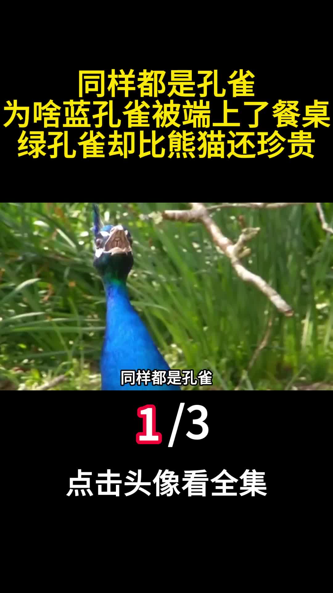 同样都是孔雀为啥蓝孔雀被端上了餐桌绿孔雀却比熊猫还珍贵1