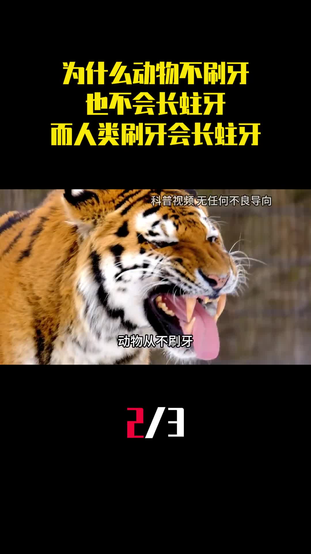 为什么动物不刷牙也不会长蛀牙而人类一直刷牙都会长蛀牙2