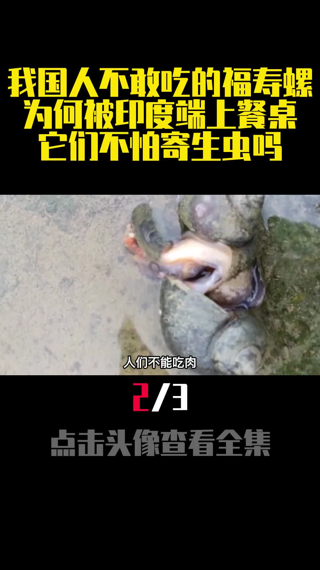 我国人不敢吃的福寿螺为何被印度端上餐桌它们不怕寄生虫吗2