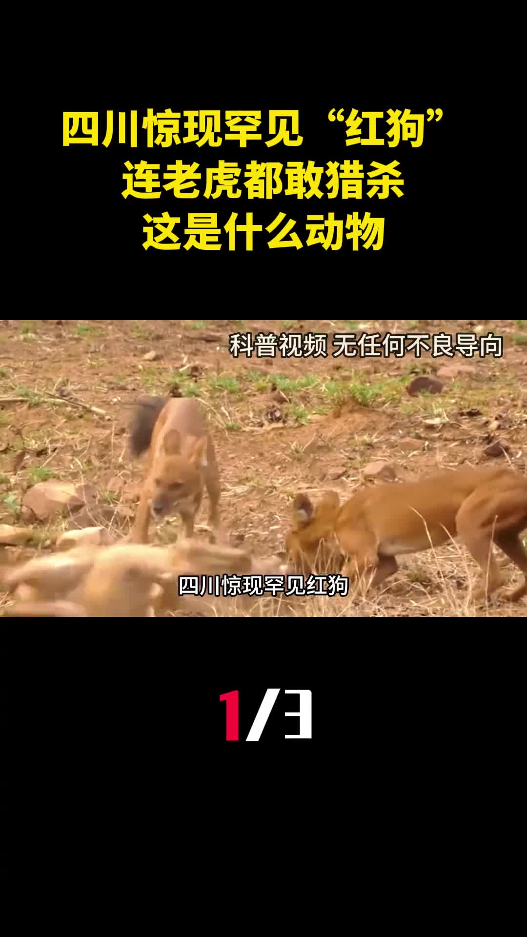 四川惊现罕见红狗连老虎都敢猎杀这是什么动物1