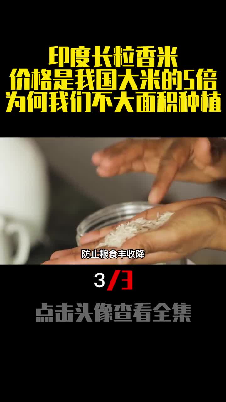 印度长粒香米价格是我国大米的5倍为何我们不大面积种植3