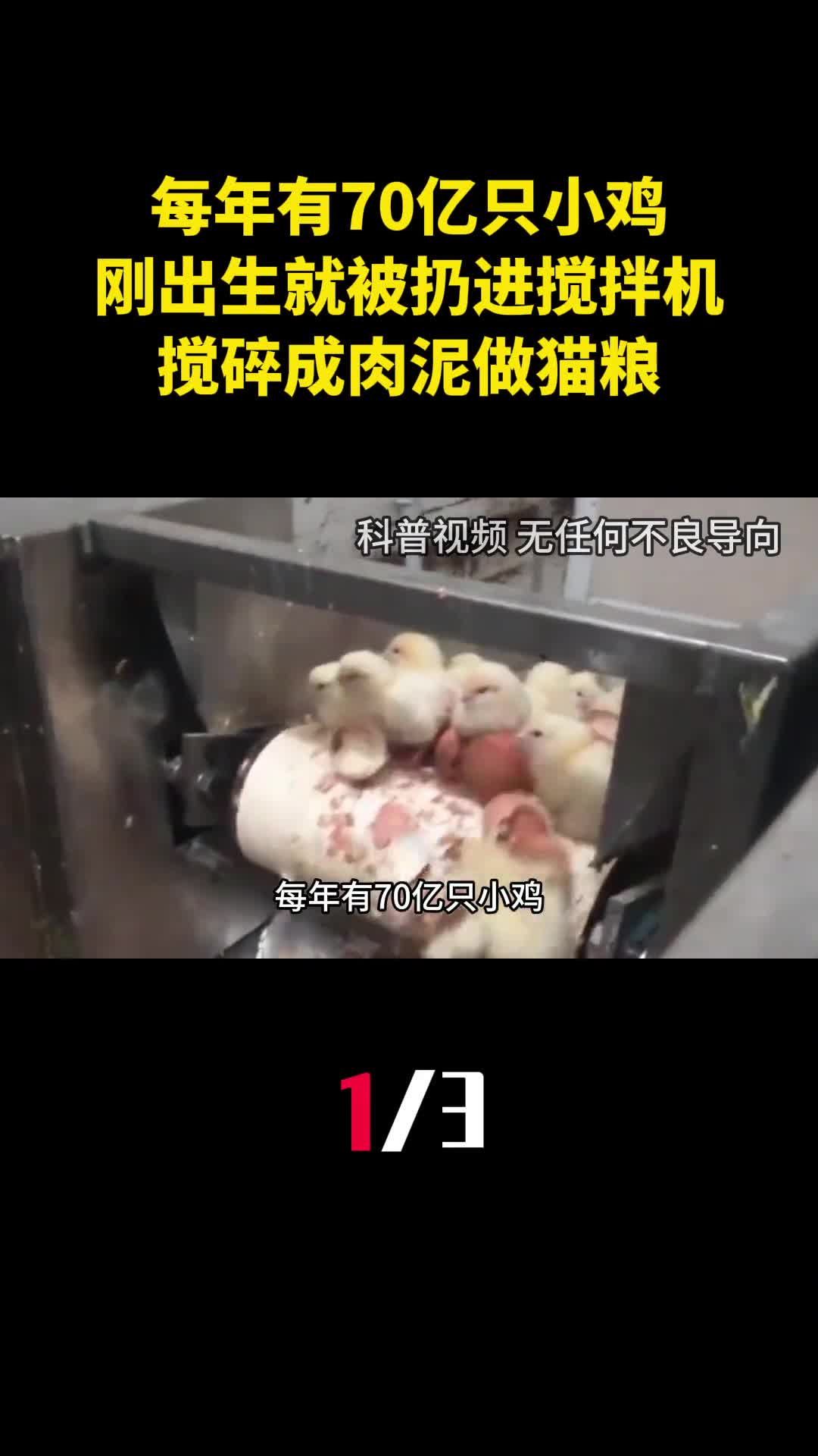 每年有70亿只小鸡刚出生就被扔进搅拌机搅碎成肉泥做猫粮1