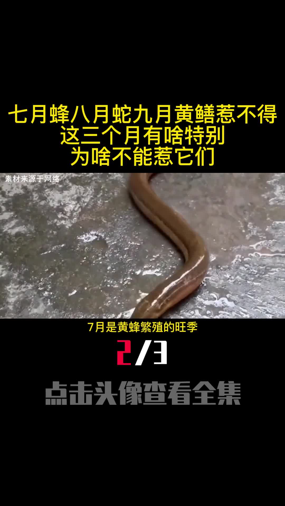 七月蜂八月蛇九月黄鳝惹不得这三个月有啥特别为啥不能惹它们2