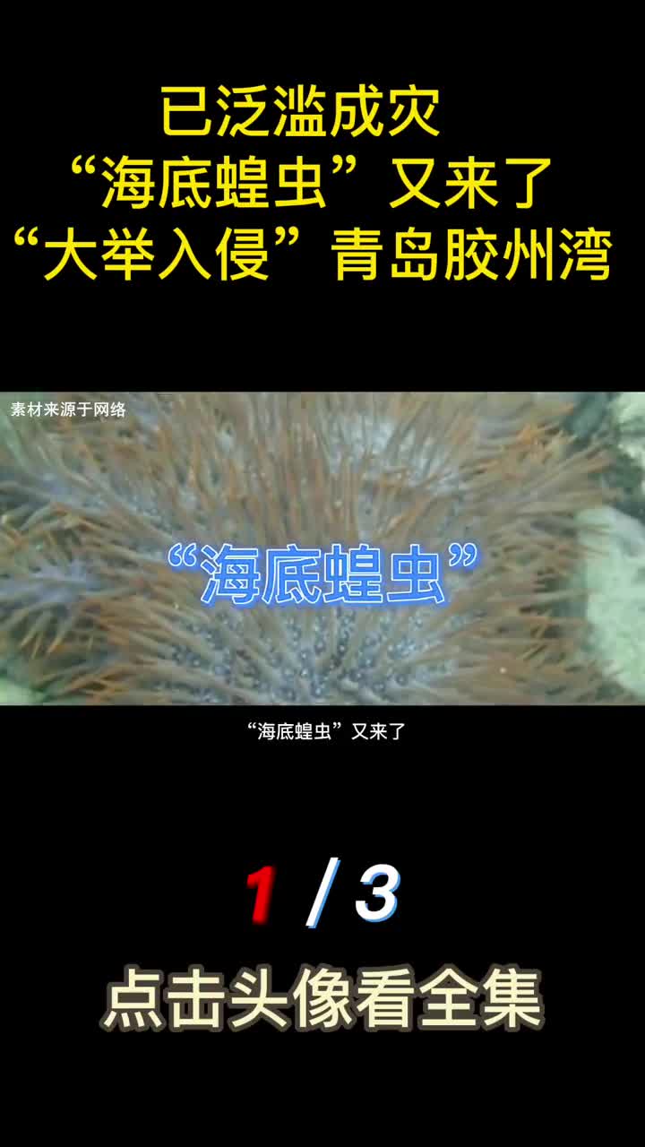 已泛滥成灾海底蝗虫又来了海星大举入侵青岛胶州湾