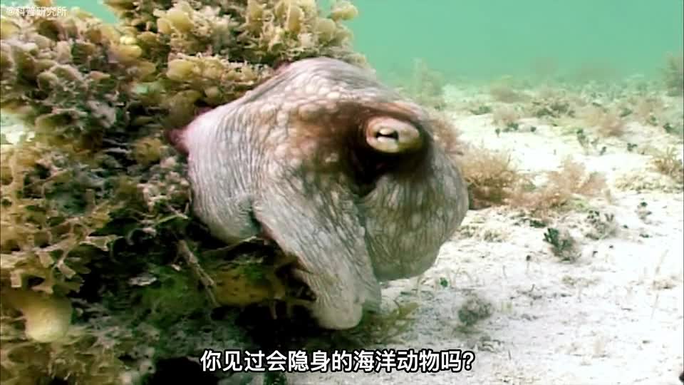 能变成其他物体的顶级伪装大佬一生只能一次你想拥有这技能吗