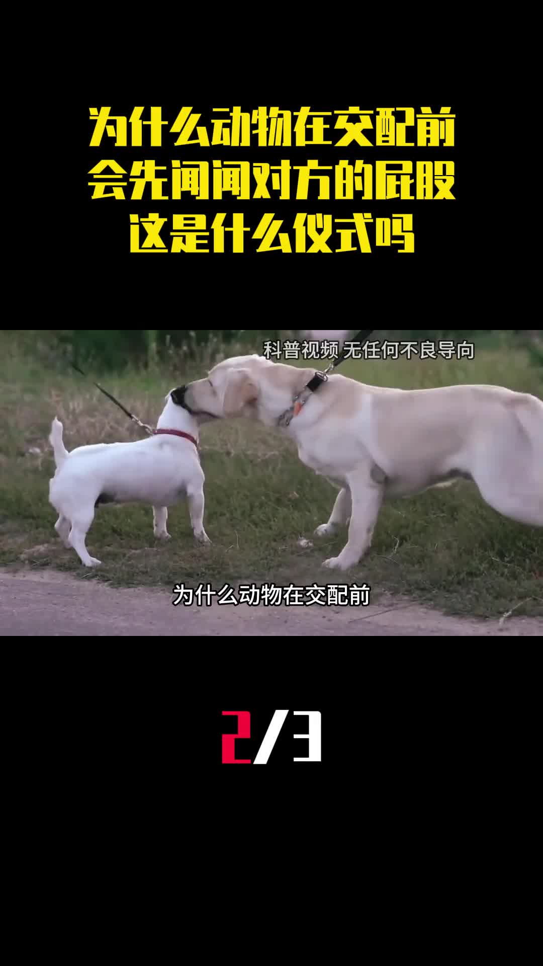 为什么动物在交配前会先闻闻对方的屁股这是什么仪式吗2