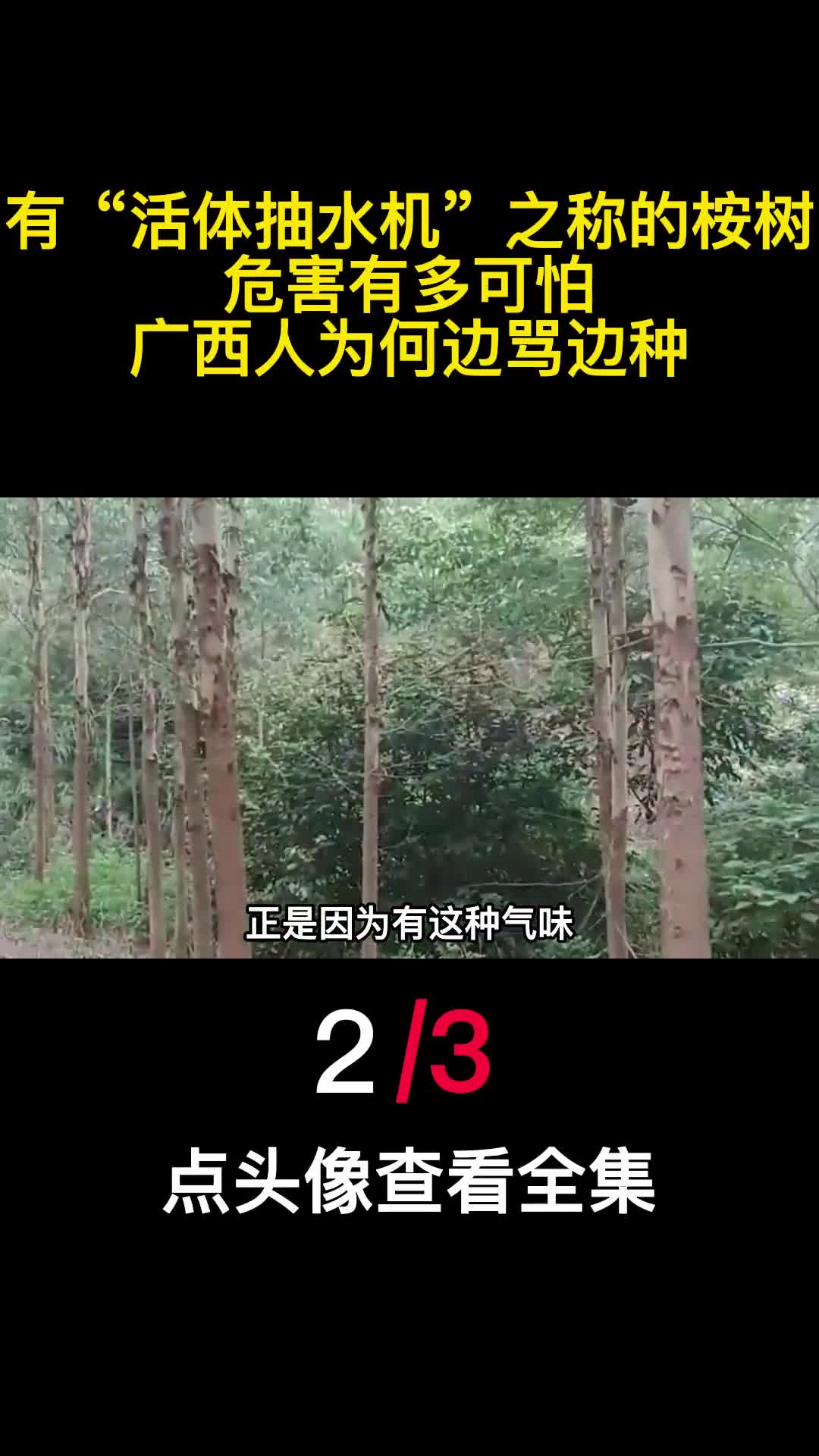 有活体抽水机之称的桉树危害有多可怕广西人为何边骂边种2