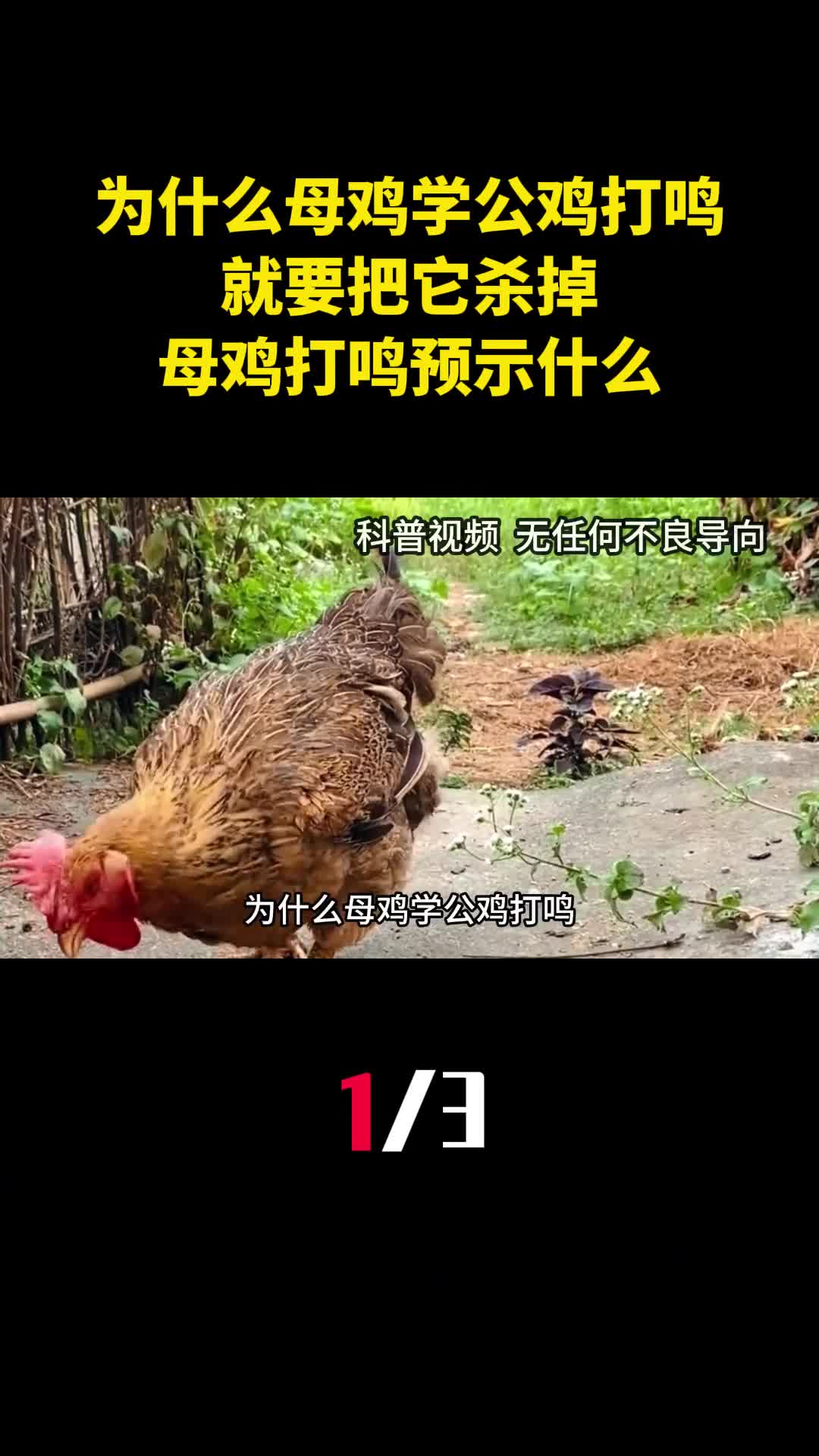 为什么母鸡学公鸡打鸣就要把它杀掉母鸡打鸣预示什么1
