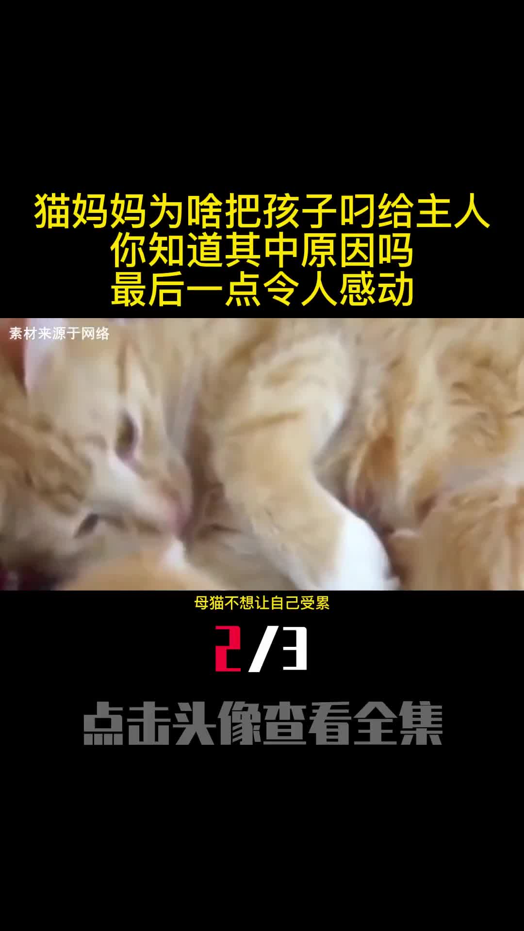 猫妈妈为啥把孩子叼给主人你知道其中原因吗最后一点令人感动2