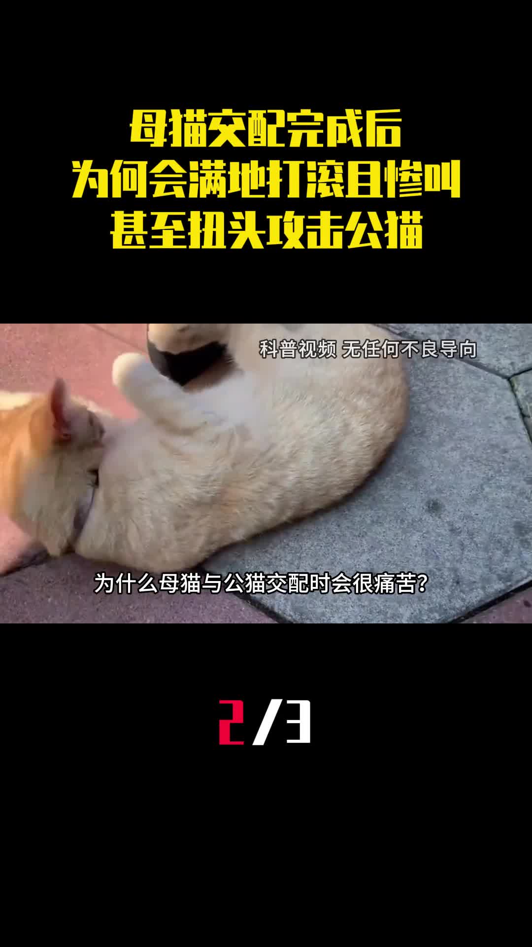 母猫交配完成后为何会满地打滚且惨叫甚至扭头攻击公猫2