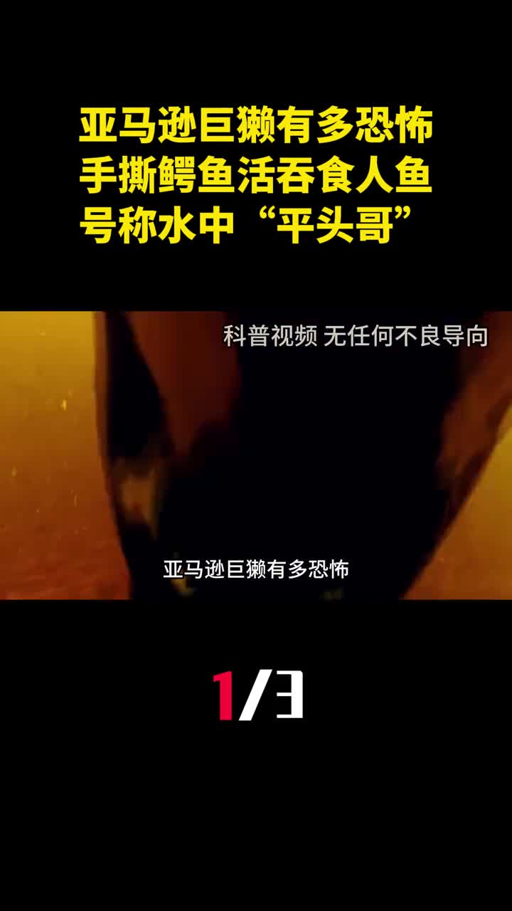 亚马逊巨獭有多恐怖手撕鳄鱼活吞食人鱼号称水中平头哥1