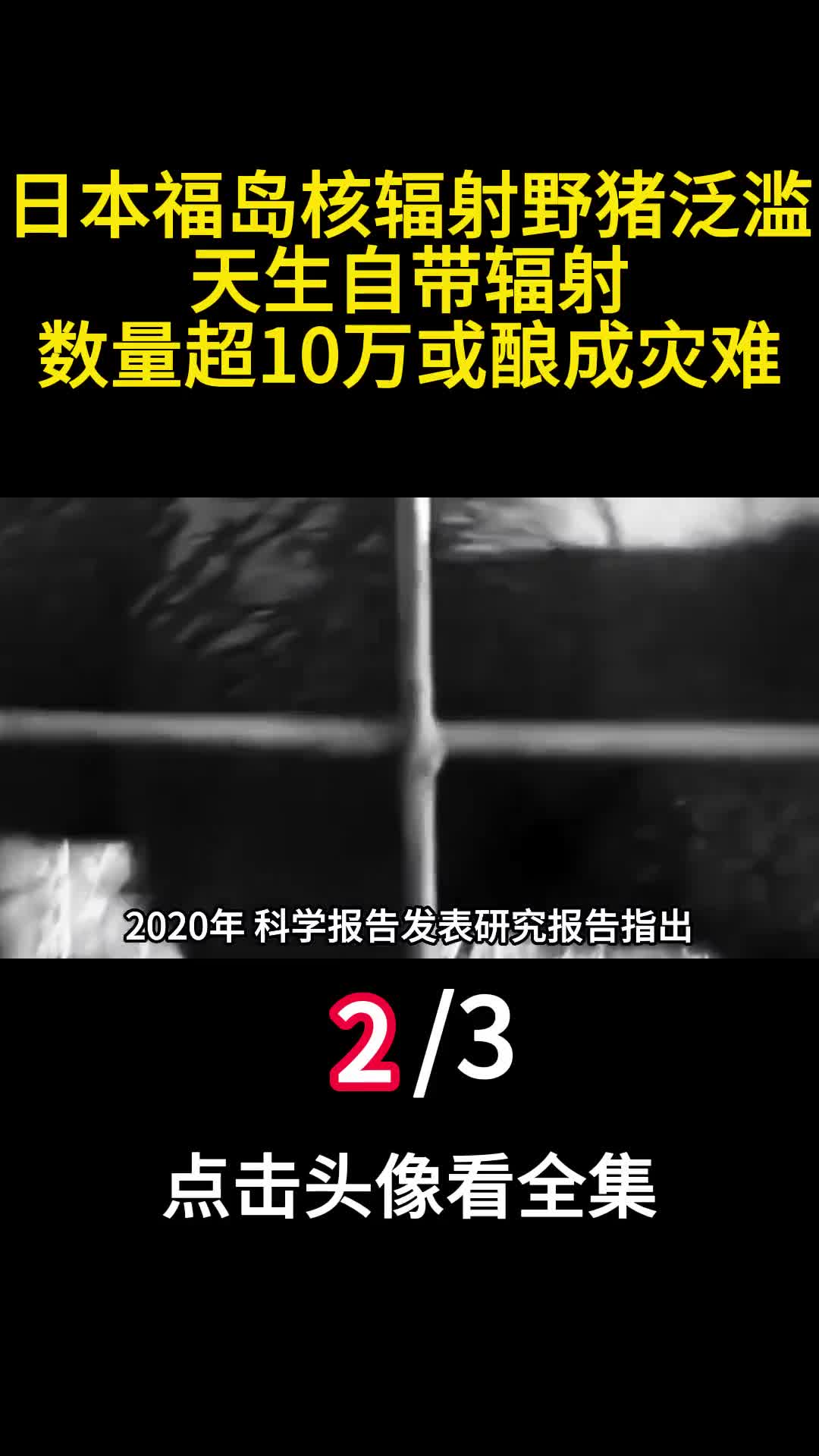 日本福岛核辐射野猪泛滥天生自带辐射数量超10万或酿成灾难二