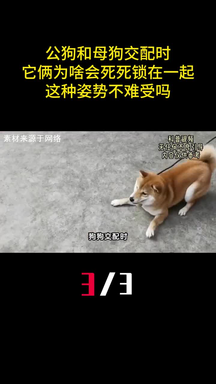 公狗和母狗交配时它俩为啥会死死锁在一起这种姿势不难受吗3
