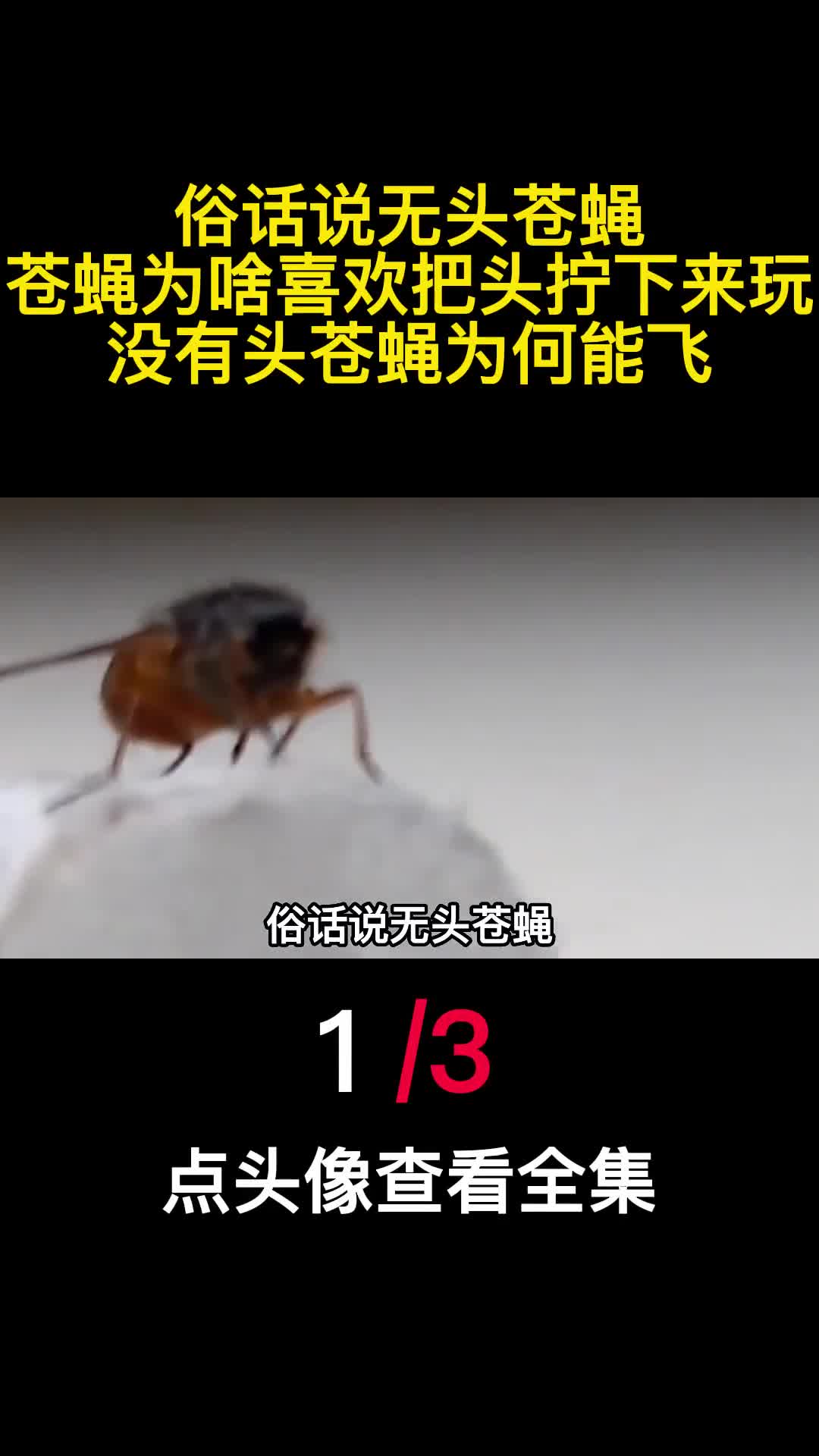 俗话说无头苍蝇苍蝇为啥喜欢把头拧下来玩没有头苍蝇为何能飞1
