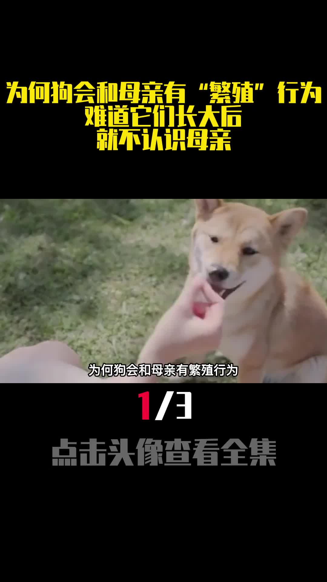 为何狗会和母亲有繁殖行为难道它们长大后就不认识母亲1