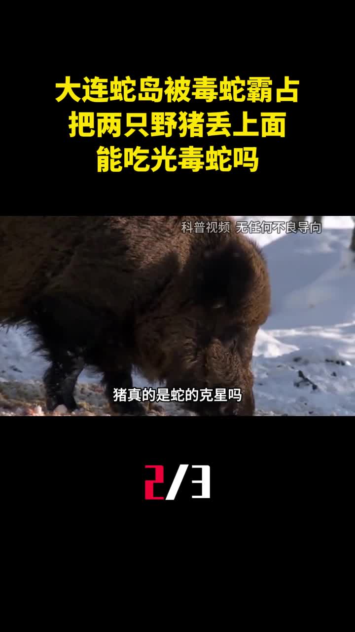 大连蛇岛被2万条毒蛇霸占把两只野猪丢上面能吃光毒蛇吗2