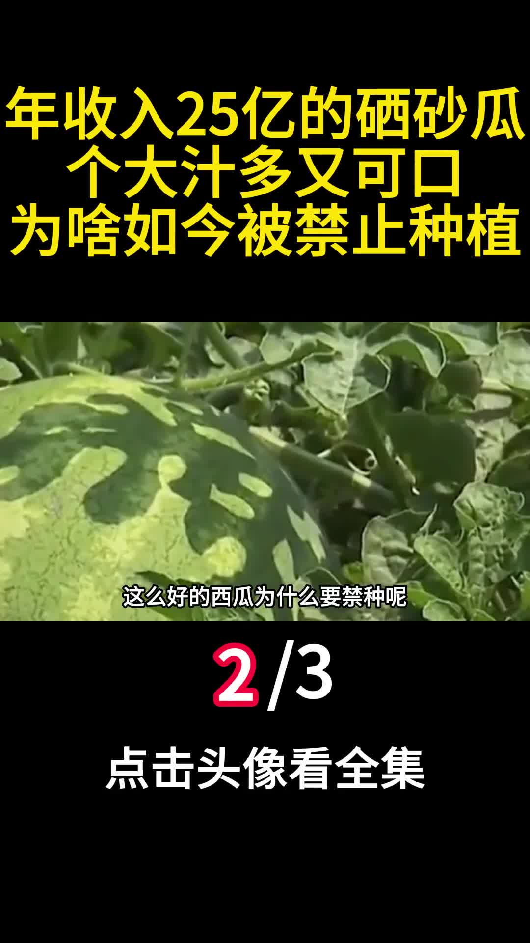 年收入25亿的硒砂瓜个大汁多又可口为啥如今被禁止种植2
