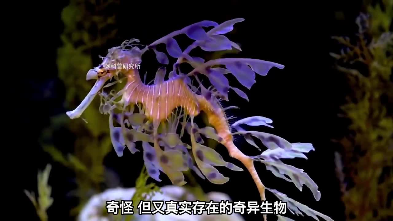 真实存在的奇怪生物最后一个没几个人见过二
