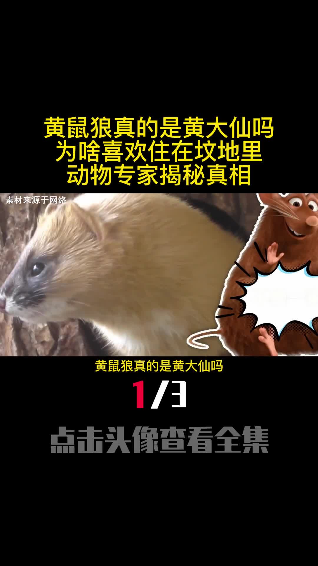 黄鼠狼真的是黄大仙吗为啥喜欢住在坟地里动物专家揭秘真相1