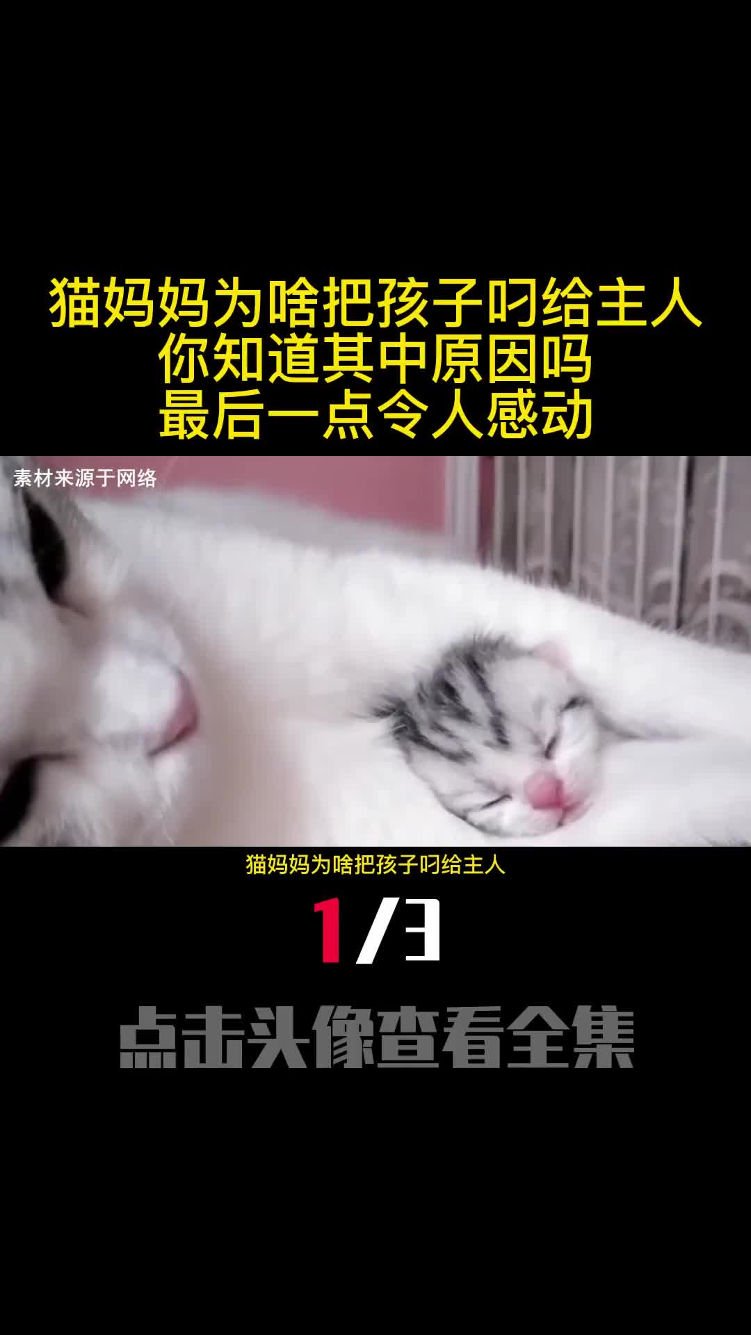 猫妈妈为啥把孩子叼给主人你知道其中原因吗最后一点令人感动1