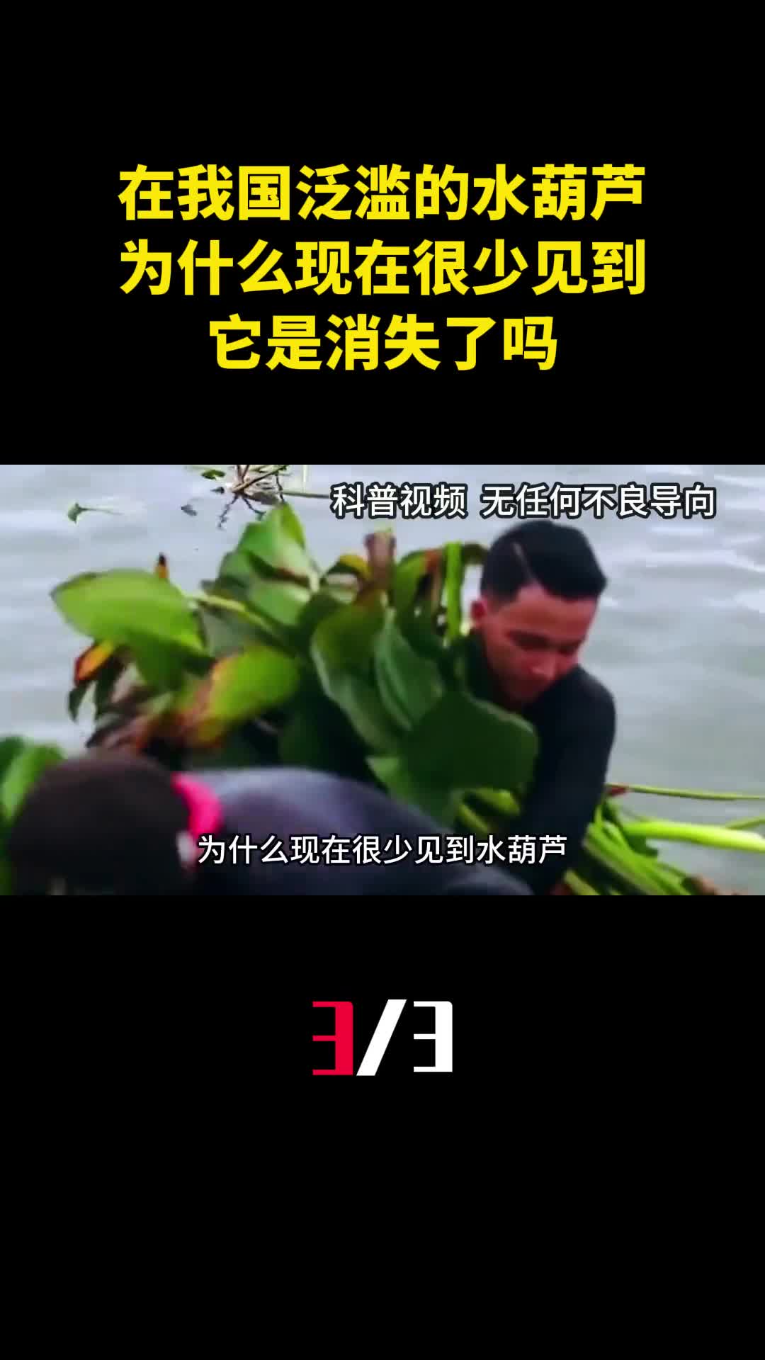 原本在我国泛滥的水葫芦为什么现在很少见到它是消失了吗3