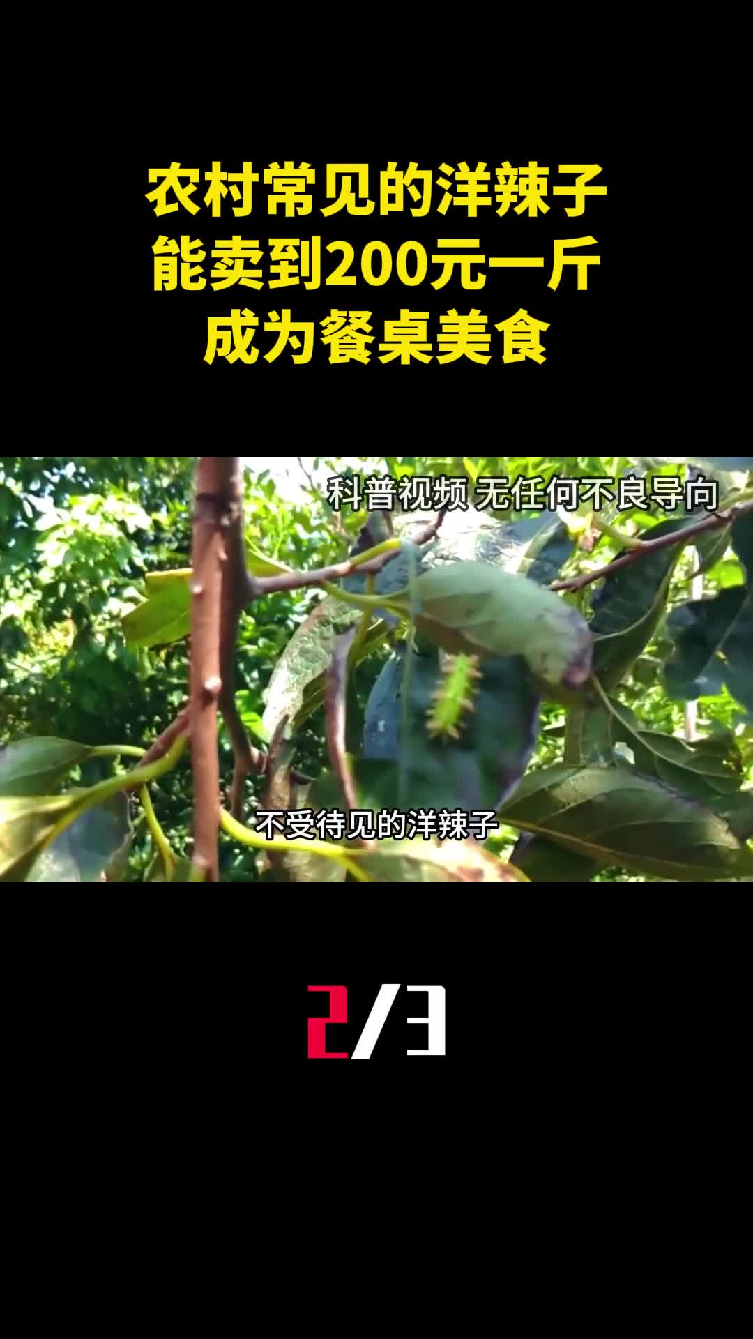 农村常见的洋辣子为什么能卖到200元一斤成为餐桌美食2