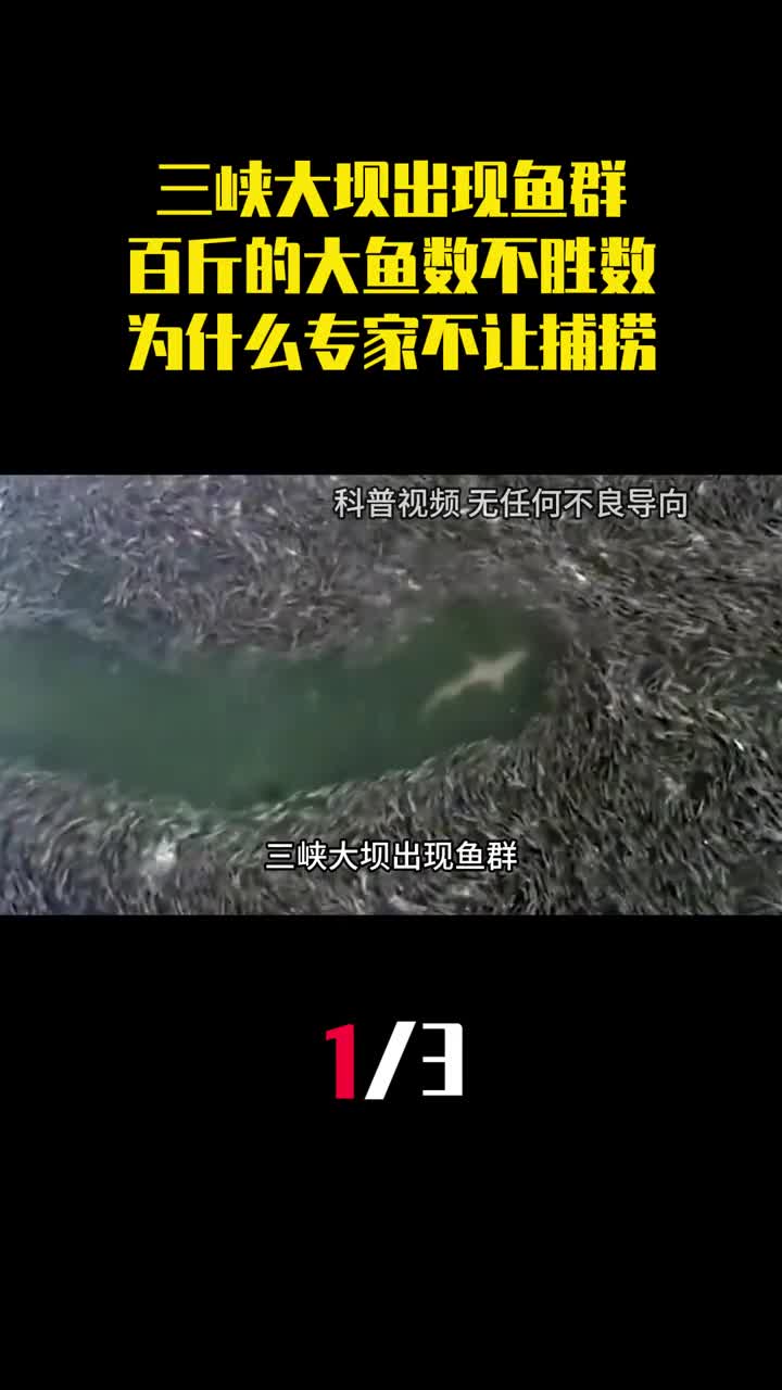 三峡大坝出现鱼群百斤的大鱼数不胜数为什么专家不让捕捞1