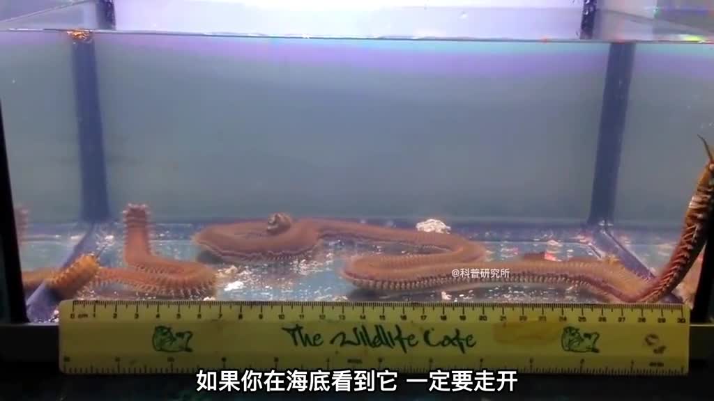 没有大脑和没有眼睛的生物居然还这么可怕三