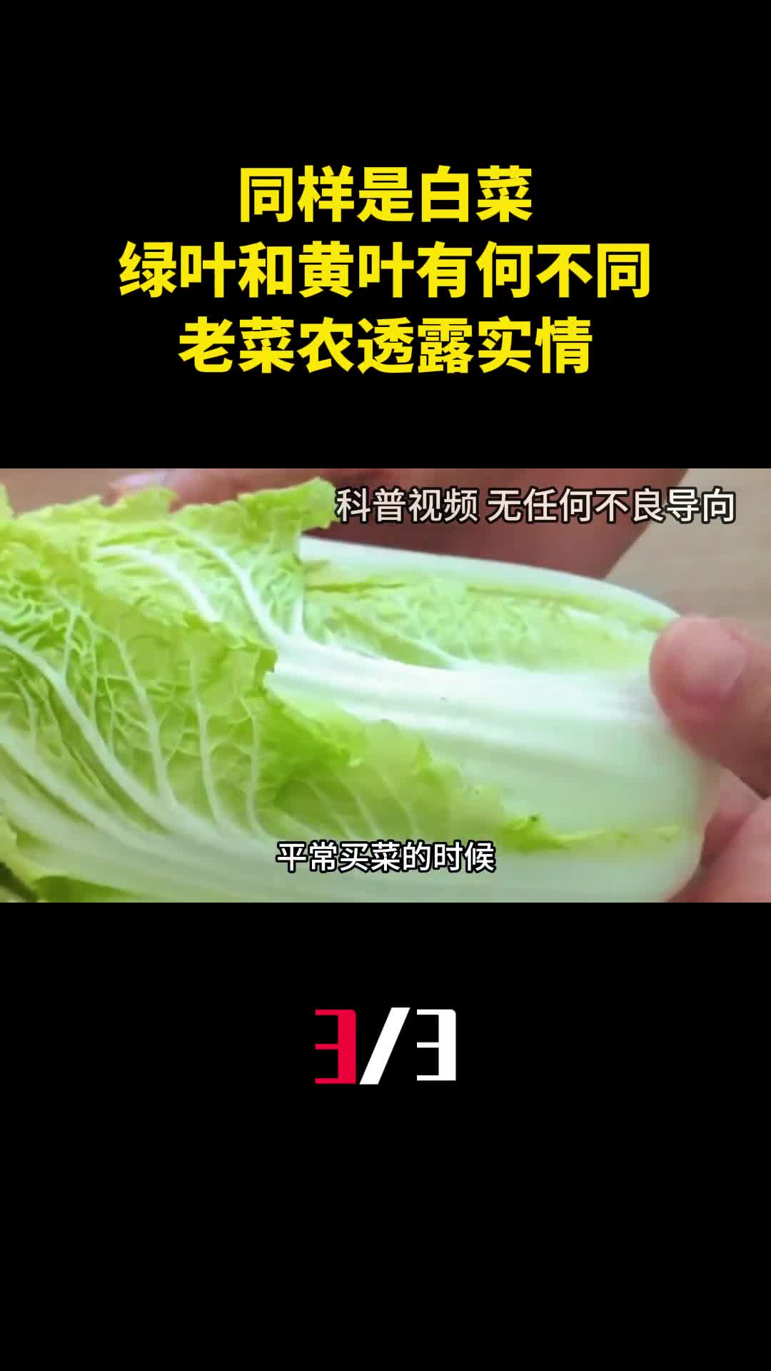 同样是白菜绿叶和黄叶有什么不同老菜农透露实情3