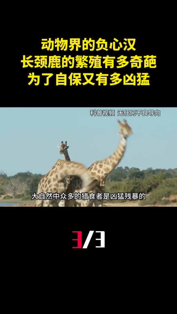 动物界的负心汉长颈鹿的繁殖有多奇葩为了自保又有多凶猛3