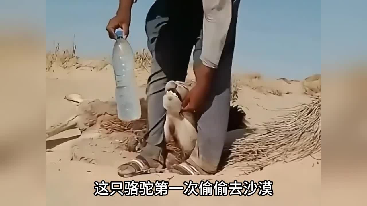这只骆驼第一次偷偷去沙漠却差点渴死过去