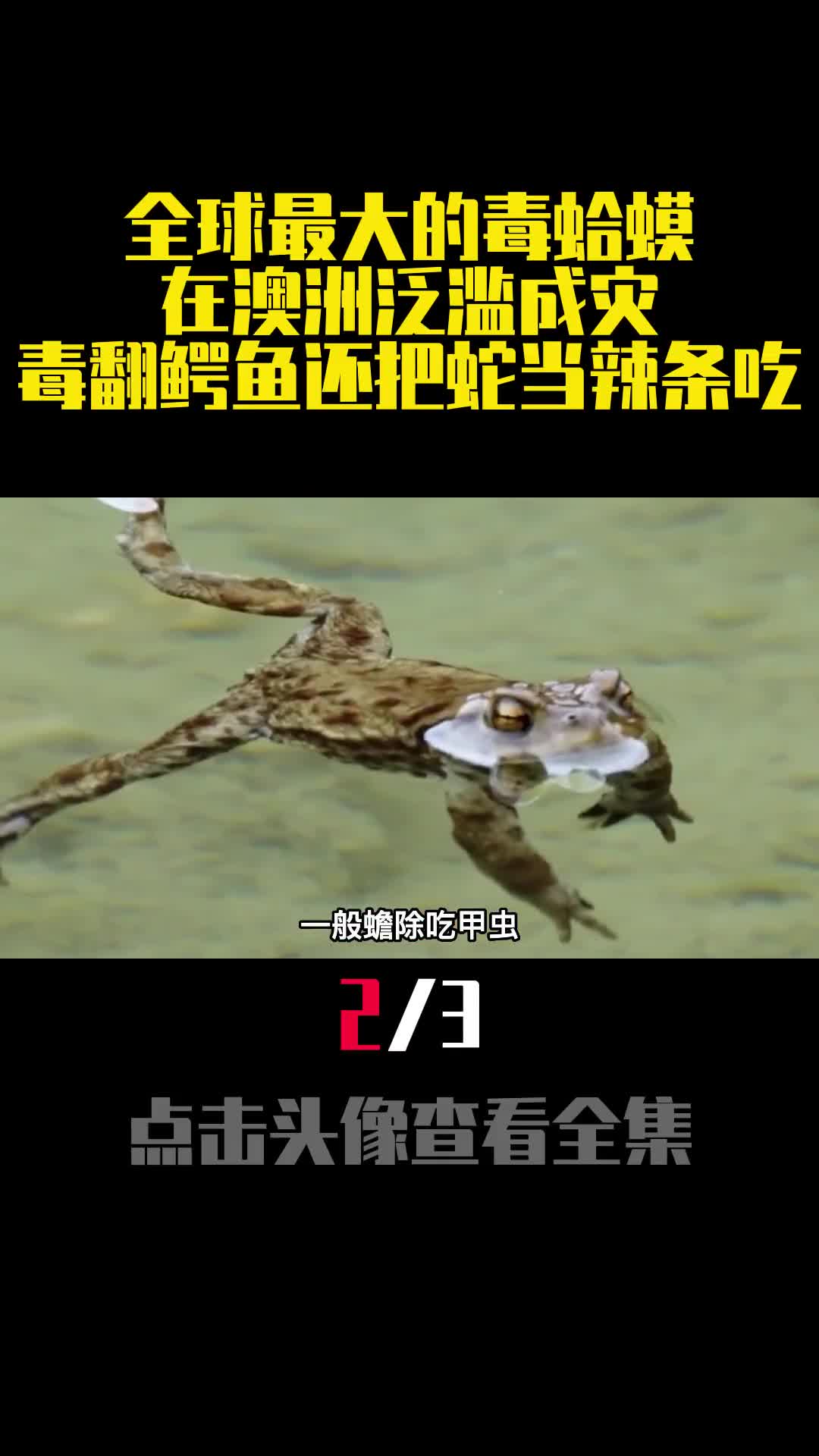 全球最大的毒蛤蟆在澳洲泛滥成灾毒翻鳄鱼还把蛇当辣条吃2