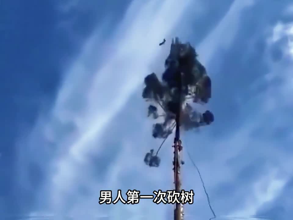 男人第一次砍树就破坏了小松鼠的家