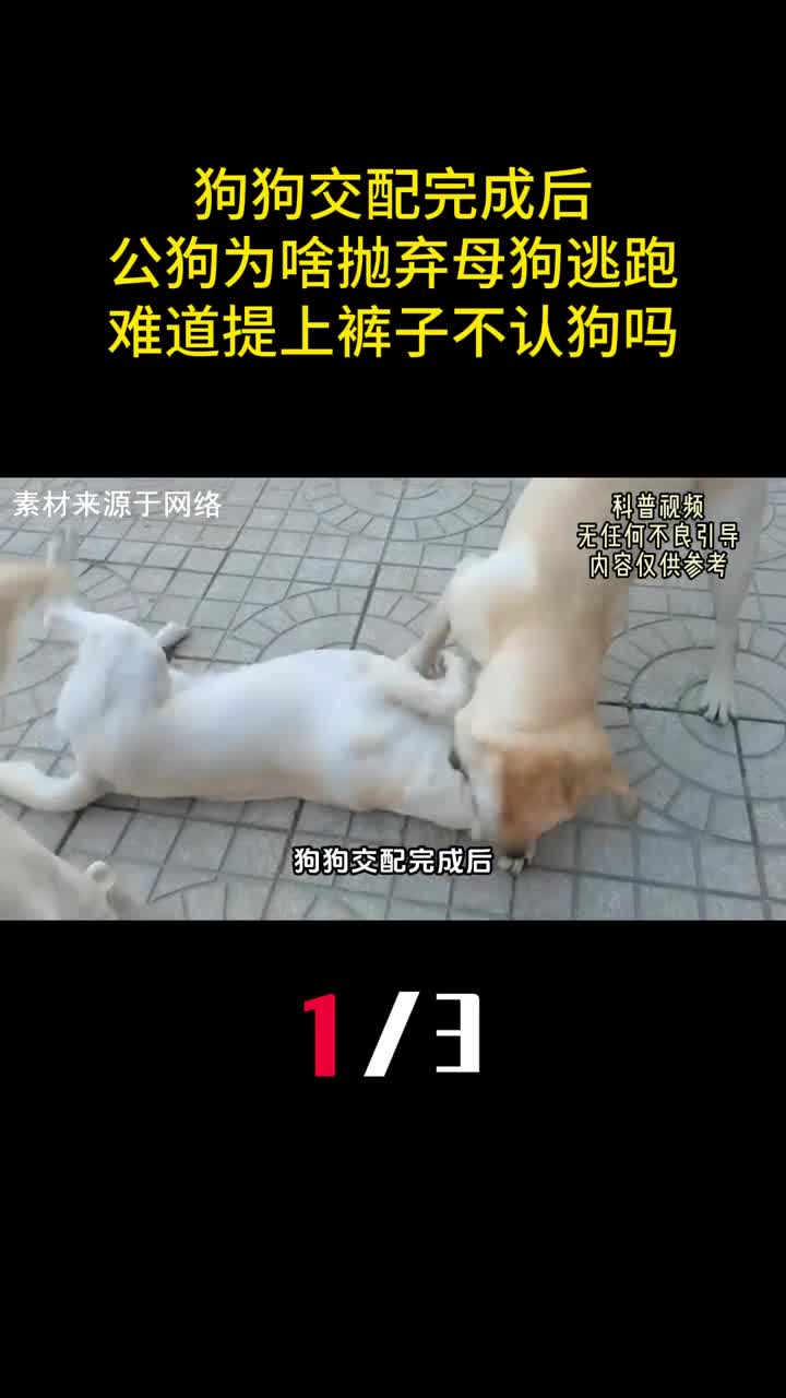 狗狗交配完成后公狗为啥抛弃母狗逃跑难道提上裤子不认狗吗1