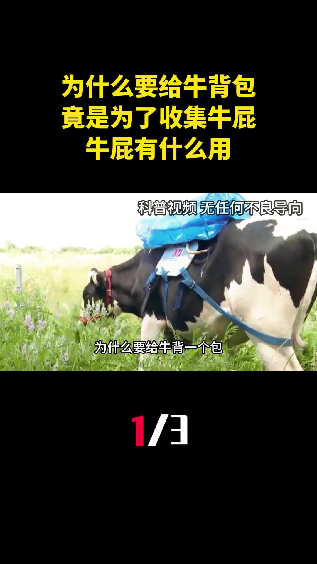 为什么要给牛背一个包竟是为了收集牛屁牛屁有什么用1