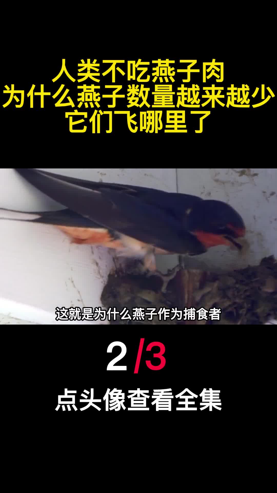人类不吃燕子肉为什么燕子数量越来越少它们飞哪里了2