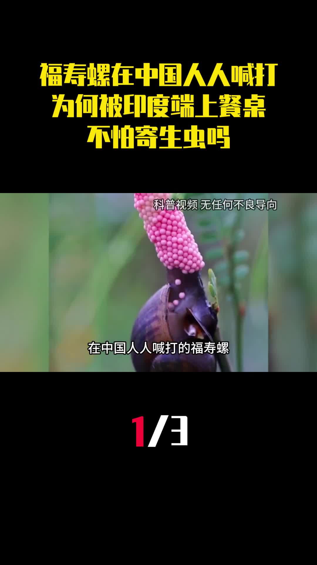 在中国人人喊打的福寿螺为何被印度端上餐桌不怕寄生虫吗1