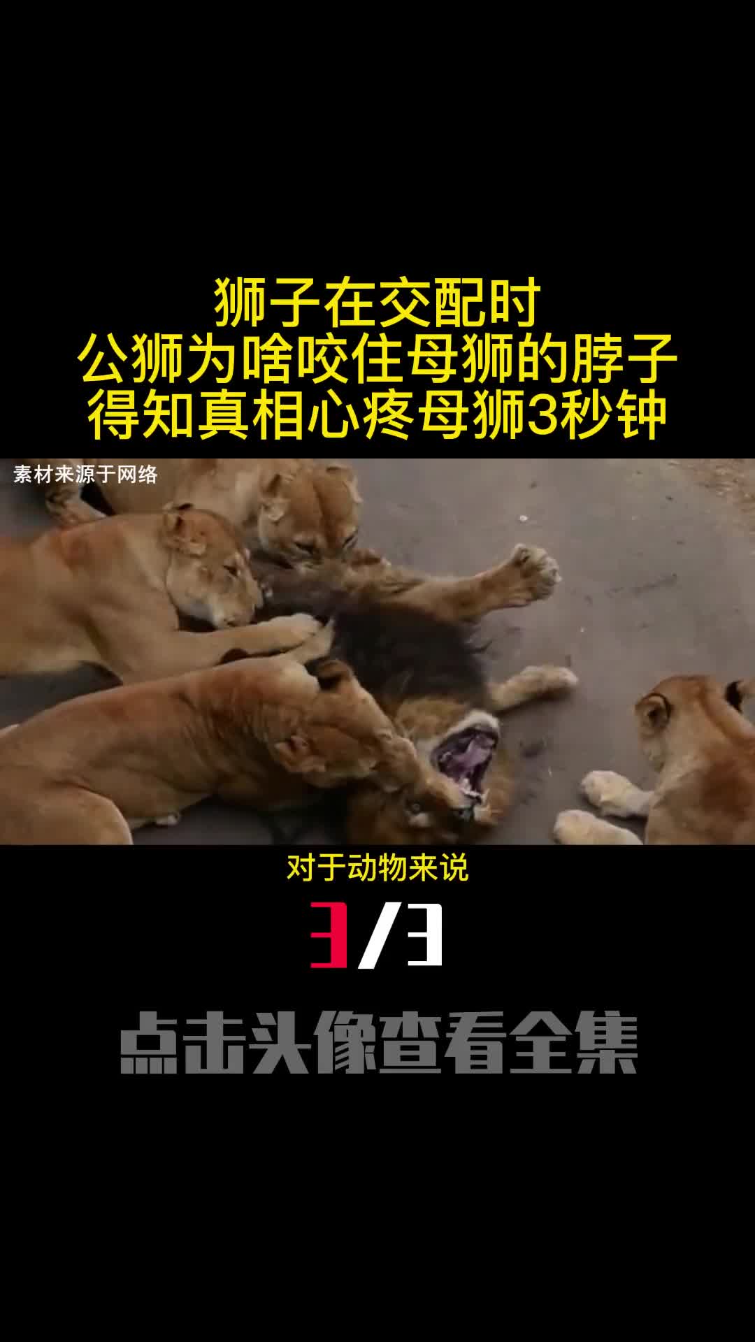 狮子在交配时公狮为啥咬住母狮的脖子得知真相心疼母狮3秒钟3