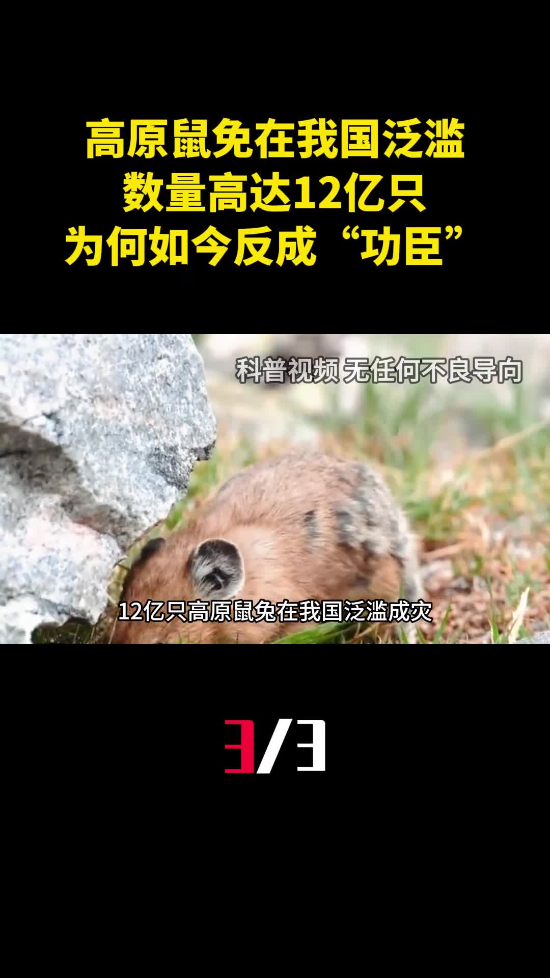 高原鼠免在我国泛滥数量高达12亿只为何如今反成功臣3