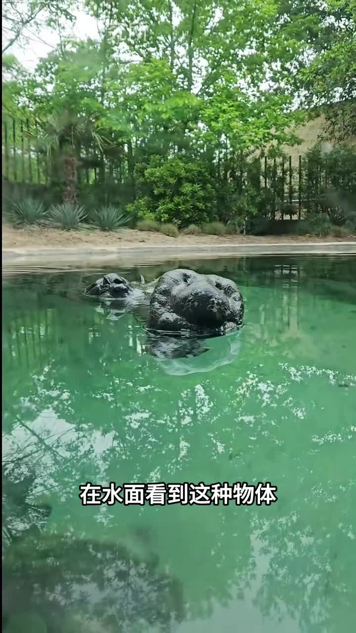 第一次听到鳄鱼叫鳄鱼