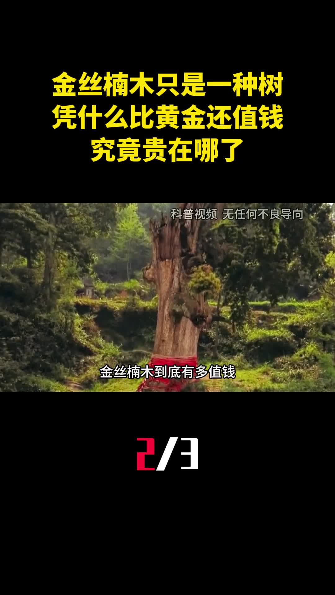 明明金丝楠木只是一种树凭什么比黄金还值钱究竟贵在哪了2